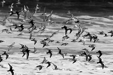 A flock of birds flying in Rockaway Queens NY