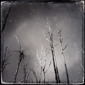 Decimated trees in the Poconos, Pennsylvania