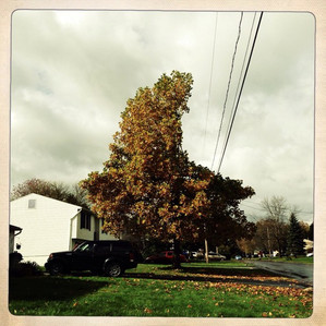 A tree carved in half to allow electric cables by