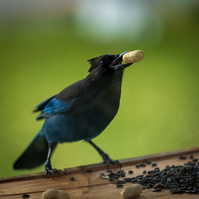 Steller's Jay getting peanuts from me.