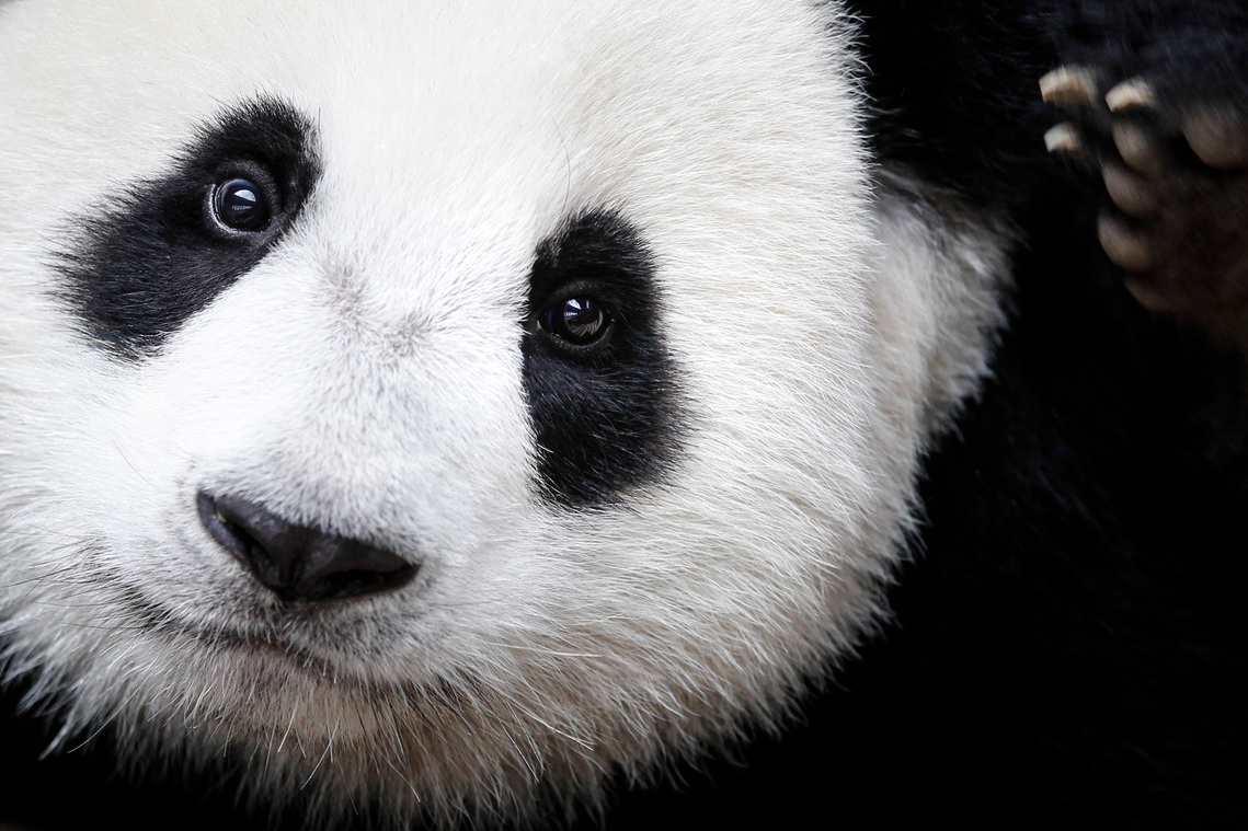 Malaysia Giant Panda-China