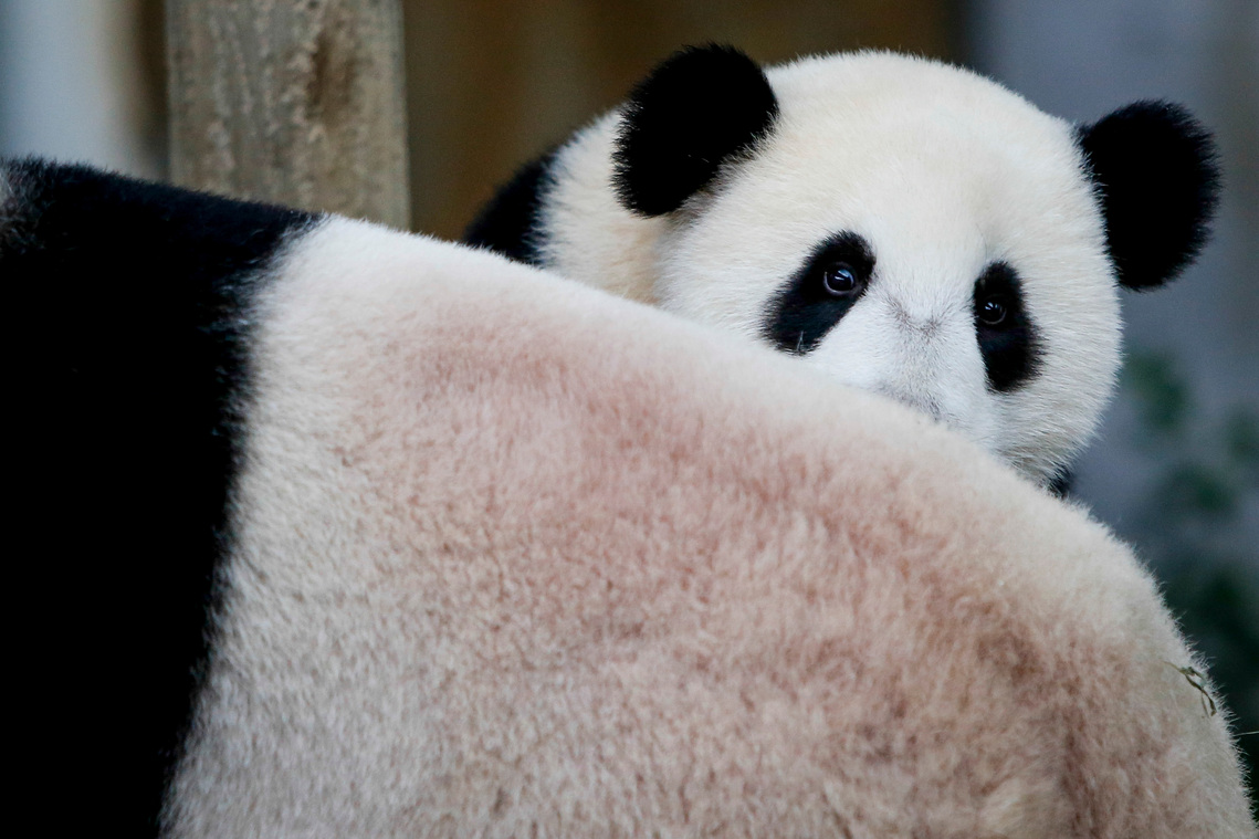Malaysia Giant Panda-China