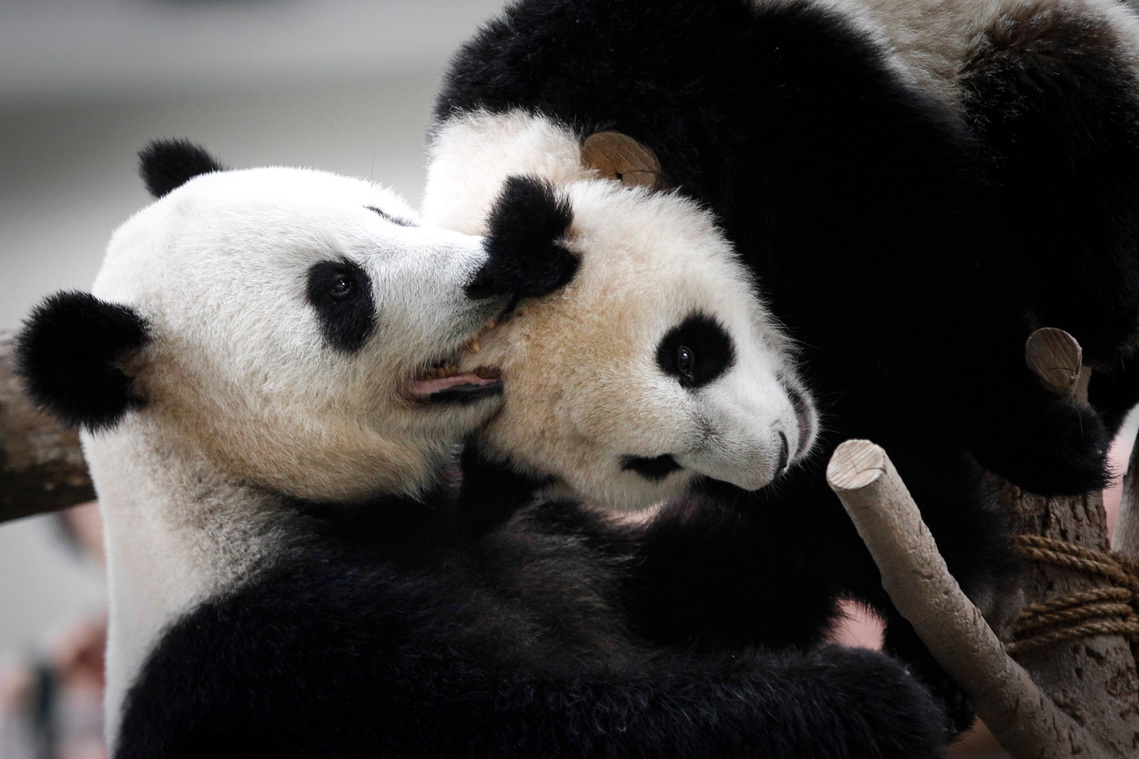 Malaysia Giant Panda-China