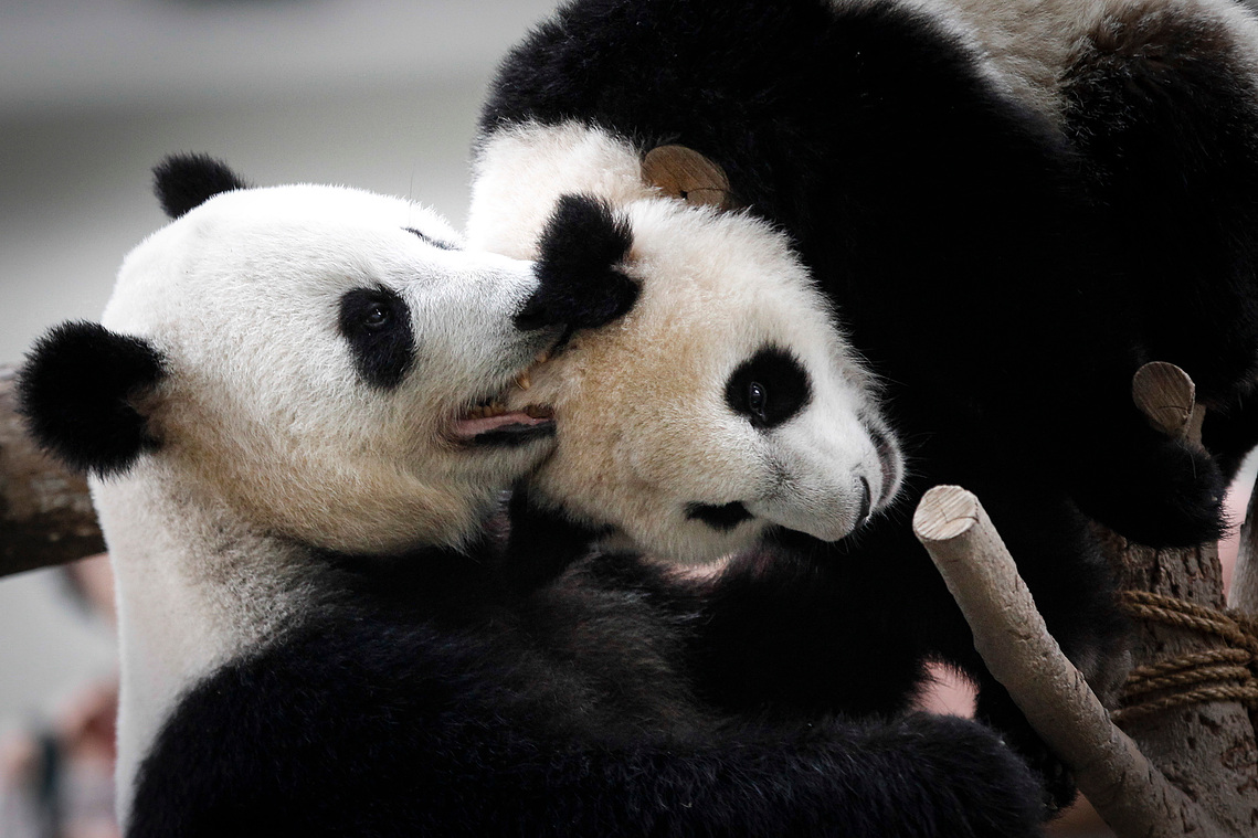 Malaysia Giant Panda-China