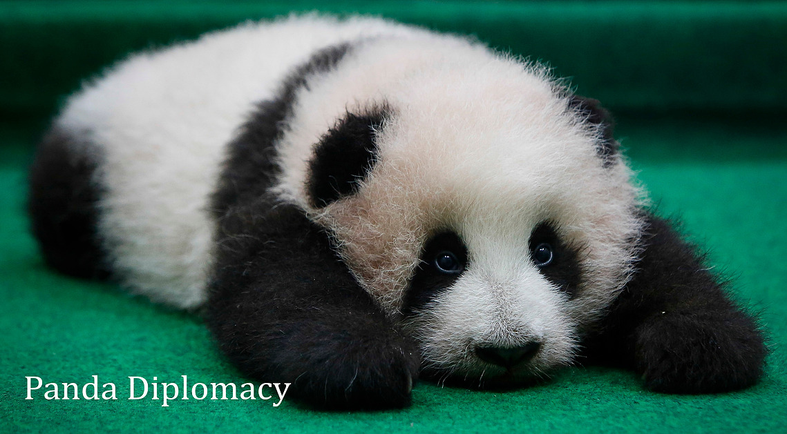Malaysia Giant Panda-China