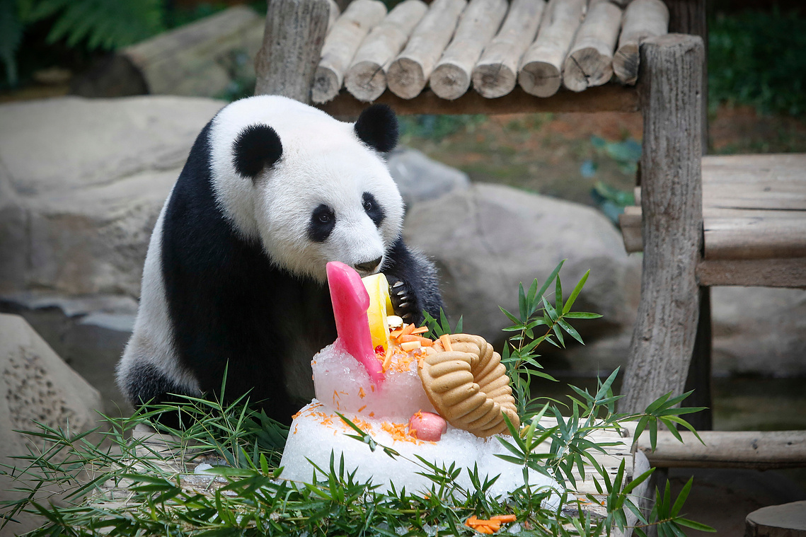 Malaysia Giant Panda-China