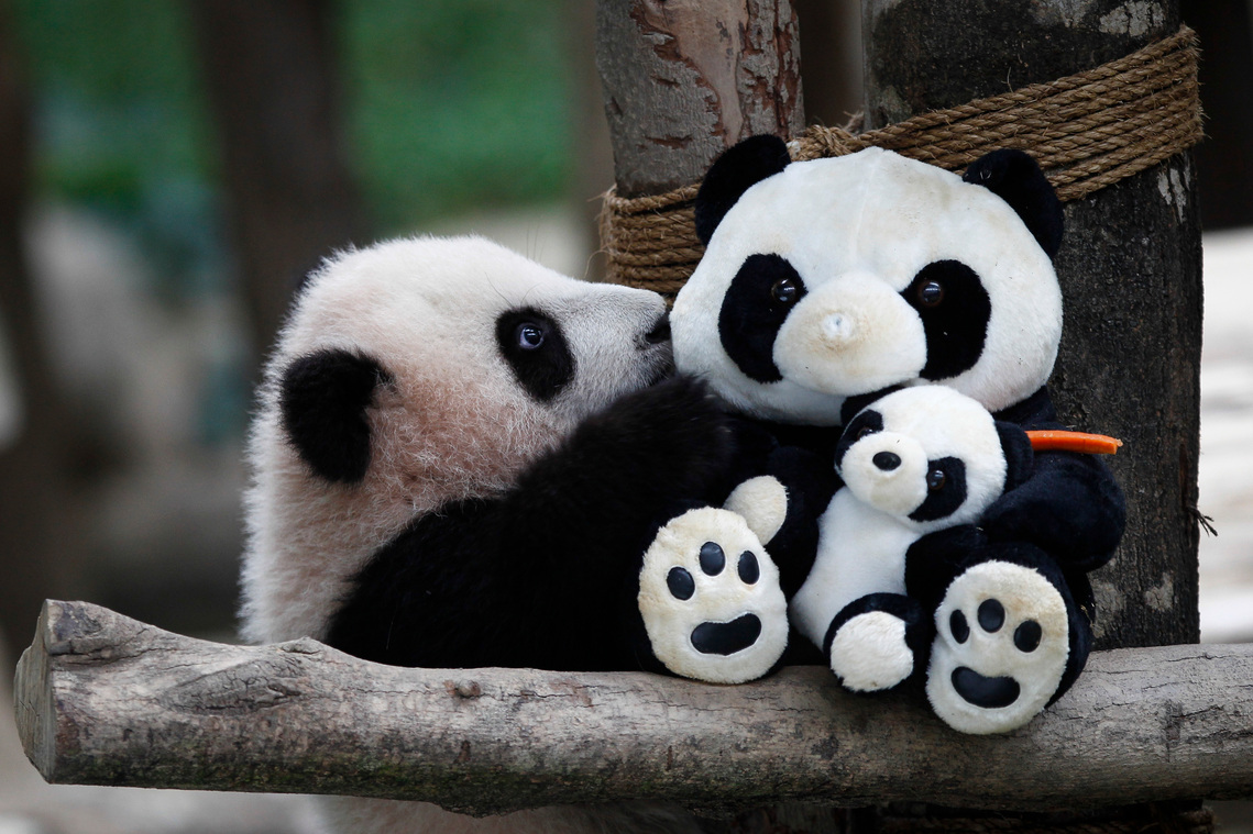 Malaysia Giant Panda-China