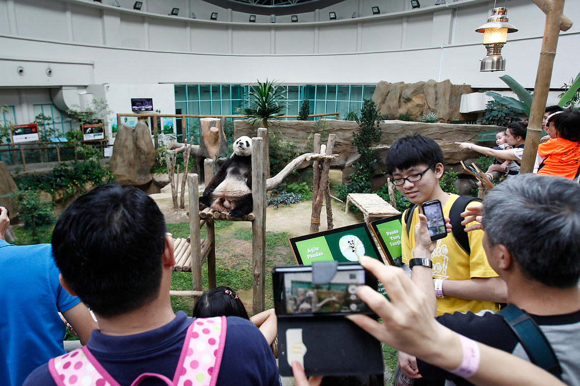 Malaysia Giant Panda-China