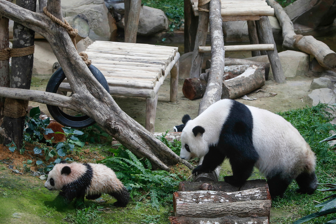 Malaysia Giant Panda-China