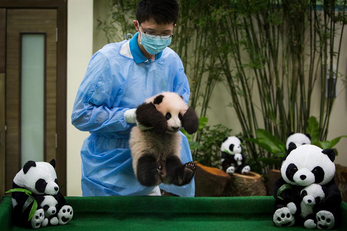 Malaysia Giant Panda-China
