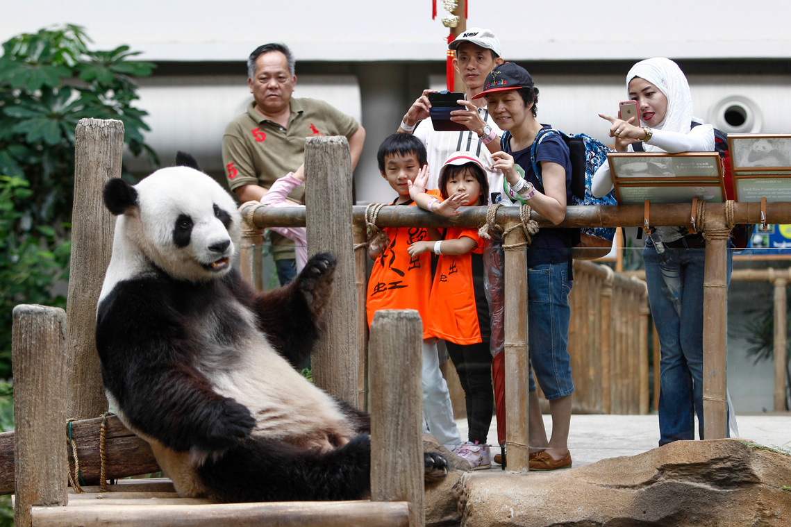 Malaysia Giant Panda-China