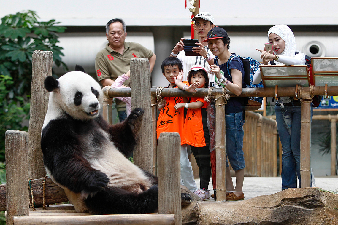 Malaysia Giant Panda-China