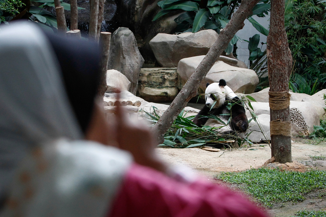 Malaysia Giant Panda-China