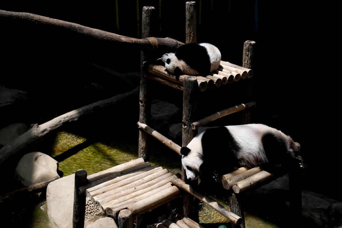 Malaysia Giant Panda-China