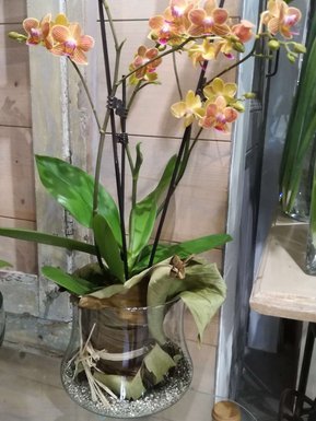 orchidée phalaenopsis orange