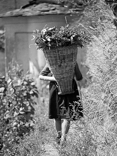 rif. Google a.1979
ph. Navoni Pierluigi
Donna con gerla carica di foglie