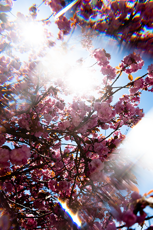 bloom, cherry blossoms, wall art