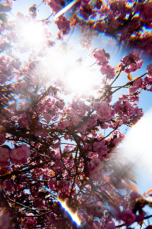 bloom, cherry blossoms, wall art