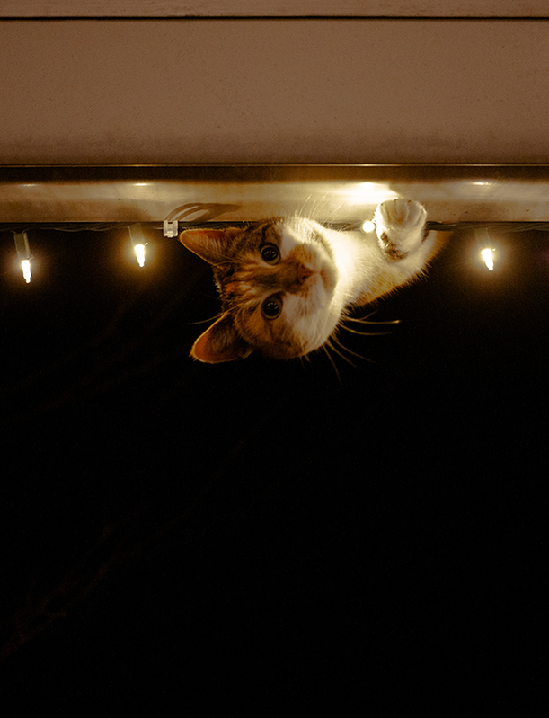 art cats deep thoughts photography 