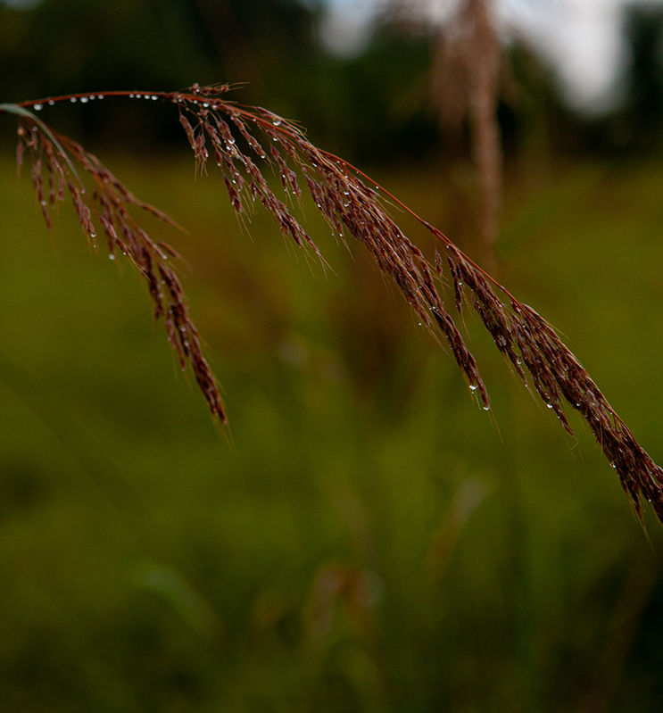 art, land scape photography, strawberry hill nj
