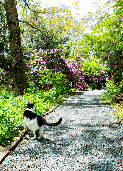 The Blowing Rock, NC