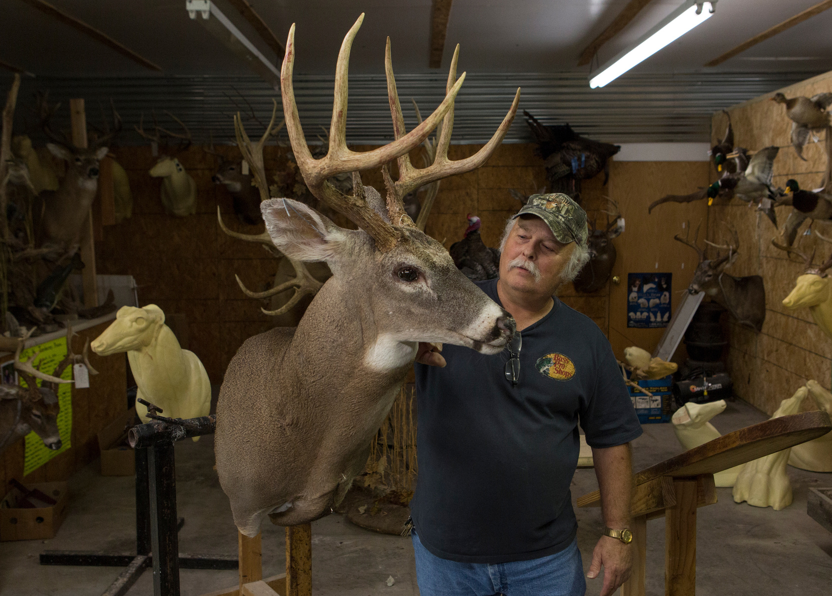 Howard Hicks, 61, inspects a recently mounted deer in his taxidermy shop in Paducah. His appreciation for the art of taxidermy manifests itself in the hours of tedious work he puts in to each project. On average, a deer head