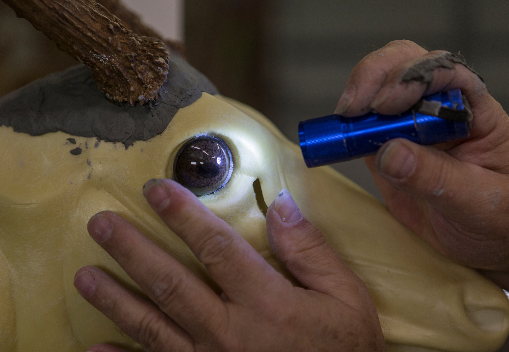 Howard double checks the orientation of the artifical deer eye before bonding it to the form with adhesive. Once the antlers and eyes are attatched, the hide can be placed.