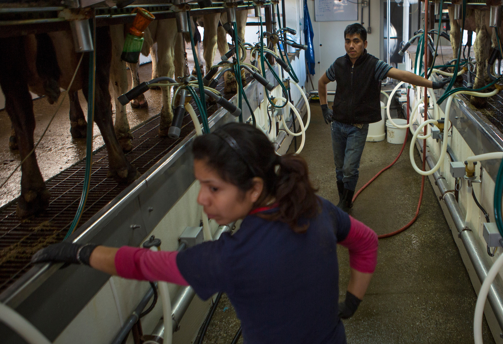 Manuel Tzanahua Zacarias, 25, and Sylvia Ramirez Reyes, 24, both from Vera Cruz, Mexico, take a moment to rest while milking cows on the afternoon of Friday, April 1 at Kenny’s Farmhouse Cheese in Austin, Ky. The couple is responsible for milking over 115