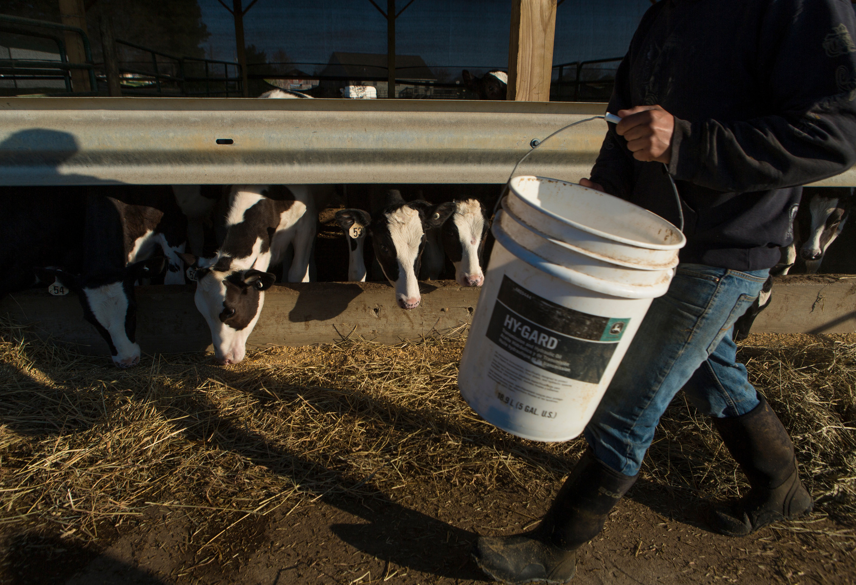 Manuel Tzanahua Zacarias, 25, of Vera Cruz Mexico, spreads feed for the calves at Kenny’s Farmhouse Cheese on Saturday, April 2. The calves are raised on the farm from birth in order to produce high quality milk and cheese efficiently.