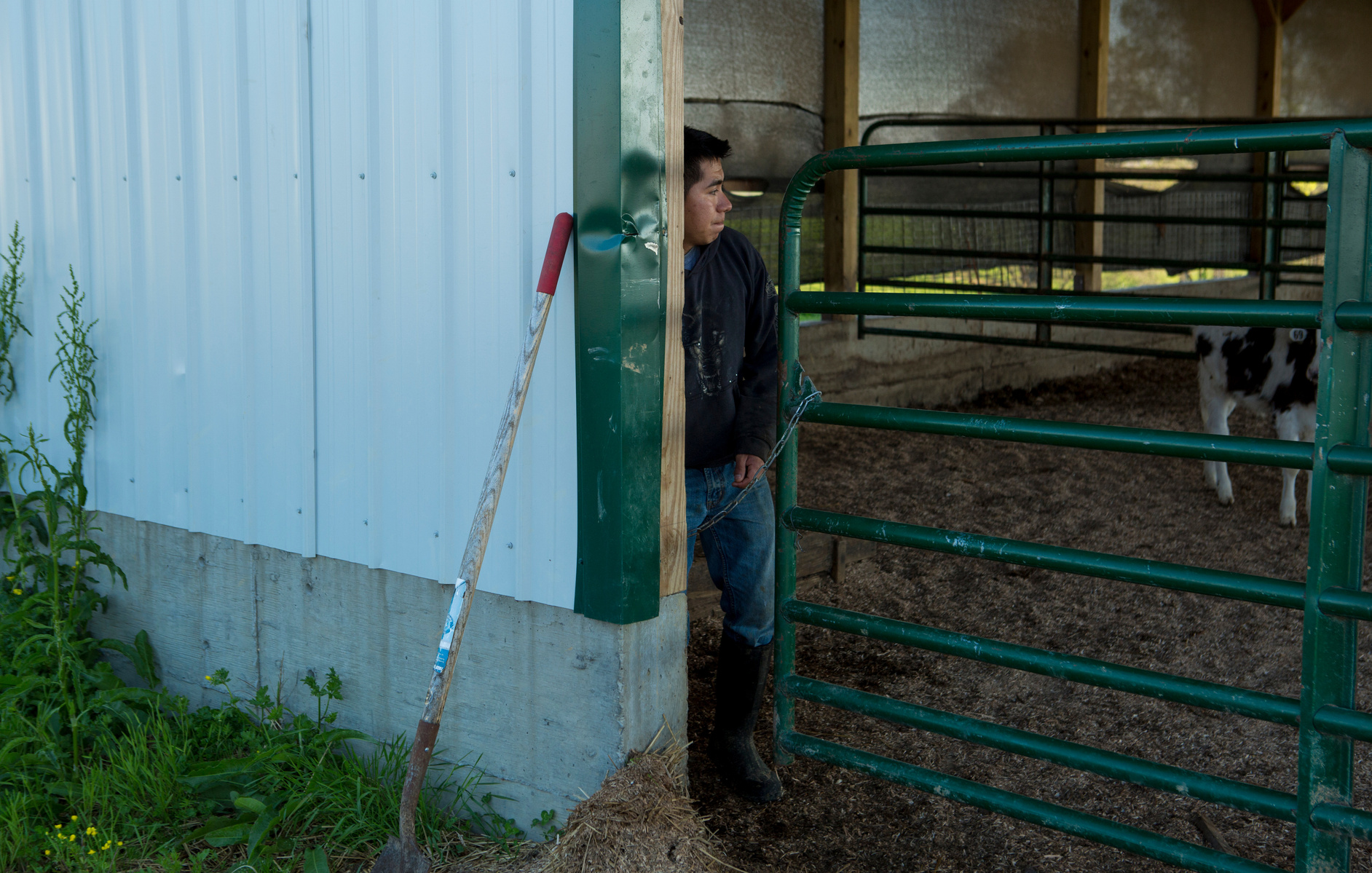 Manuel Tzanahua Zaharias, 25, of Vera Cruz, Mexico checks on the calves on Saturday, April 2 at Kenny's Farmhouse Cheese. Breeding is an important part of the farm's operations. It is known as a closed herd, which means that the farm has total control ove
