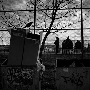 Photograph of a group a young boys in Sarajevo with a crow in the foreground.