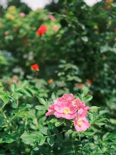 just some pretty flowers outside of Joan's