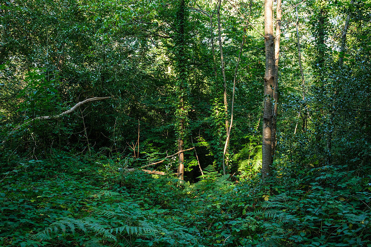 Image from Great North Wood Project, 2022
