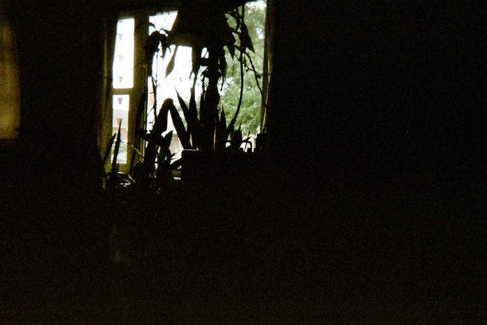 A bundle of houseplants are silhouetted against a window.