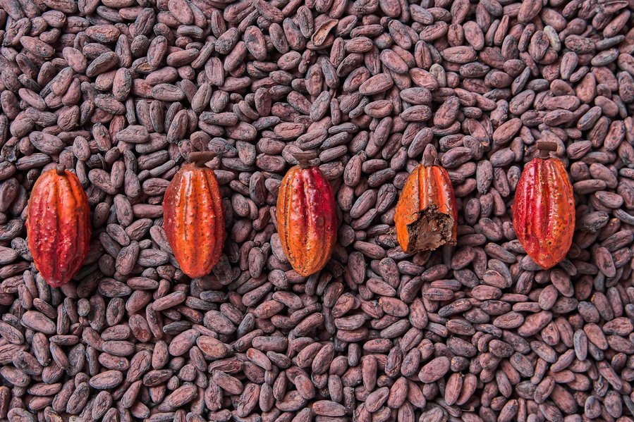 Row of red cacao Madeleine desserts displayed over a bed of roasted cacao beans in a flat lay