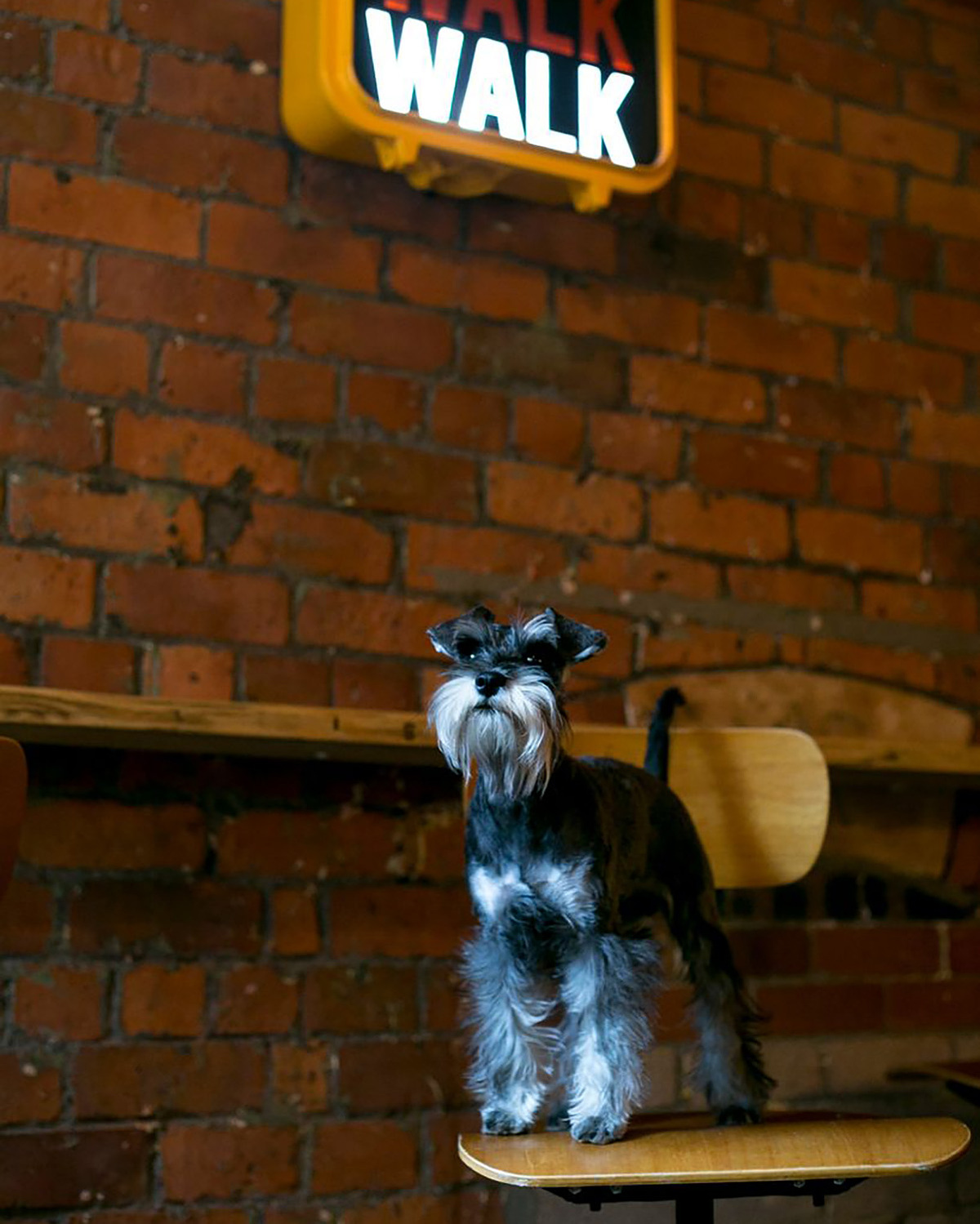 Photo of a dog sat on a stool. Photography by Georgie Glass, Manchester