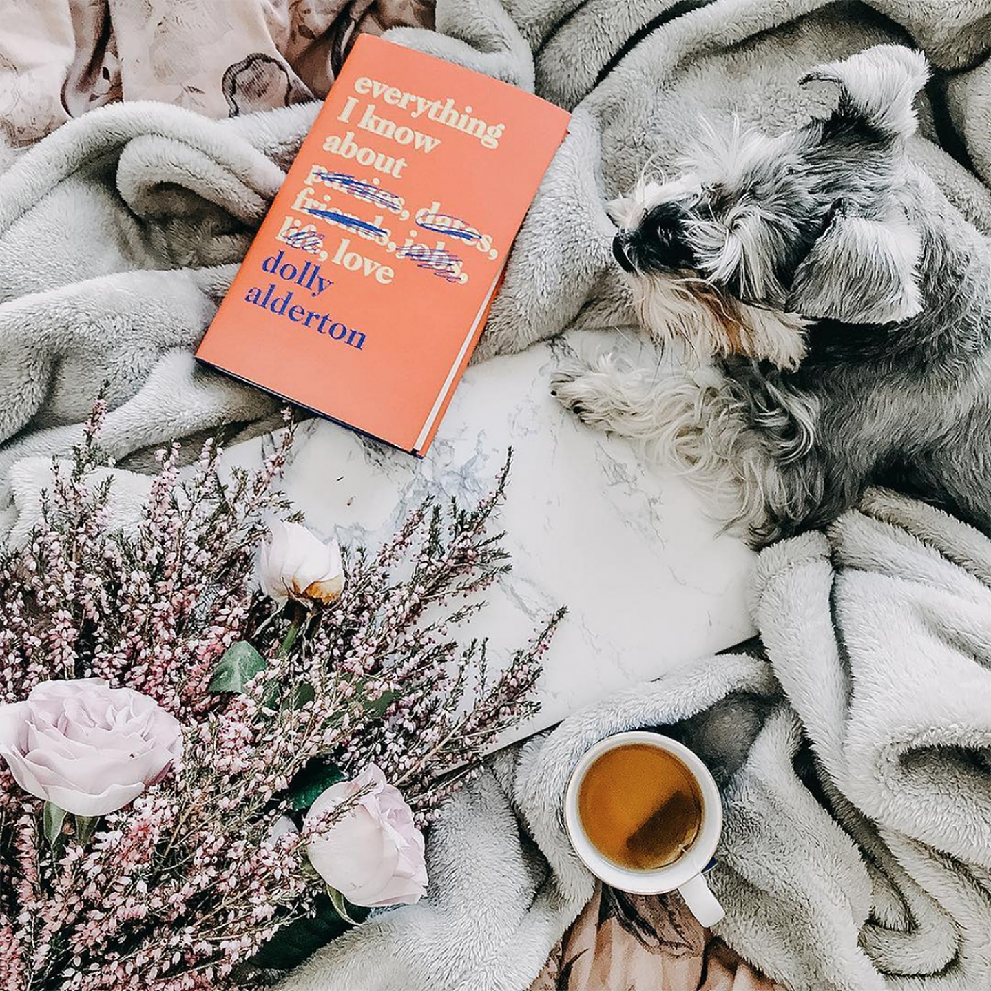 A bed is scattered by personal items; a bunch of roses, ruffled up blanket, cup of herbal tea, a book and a miniature schnauzer sleeps on the bed next to it all