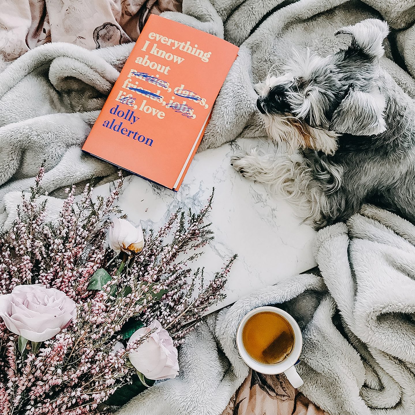 Miniature schnauzer on a bed with a fluffy blanket, herbal tea and a bunch of roses lay across the bedding