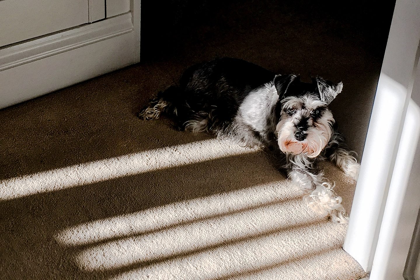 Miniature schnauzer dog basking in the sunshine on a landing in a home