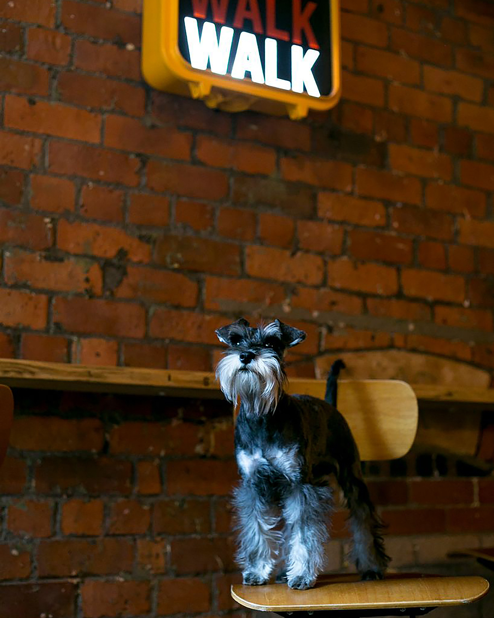 Georgie Glass Photography image of a dog sat below a sign that says Don't Walk Walk. Manchester photographer
