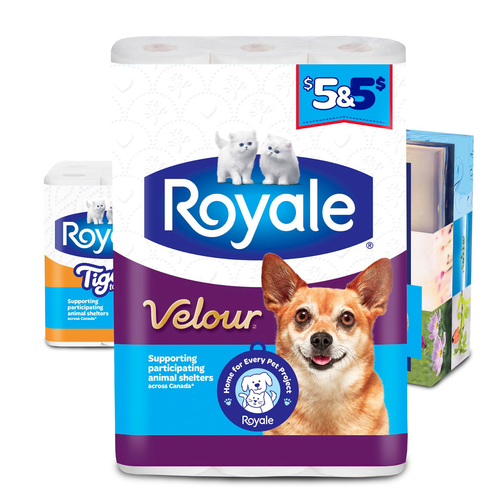 Commercial Pet photography toronto Canada
