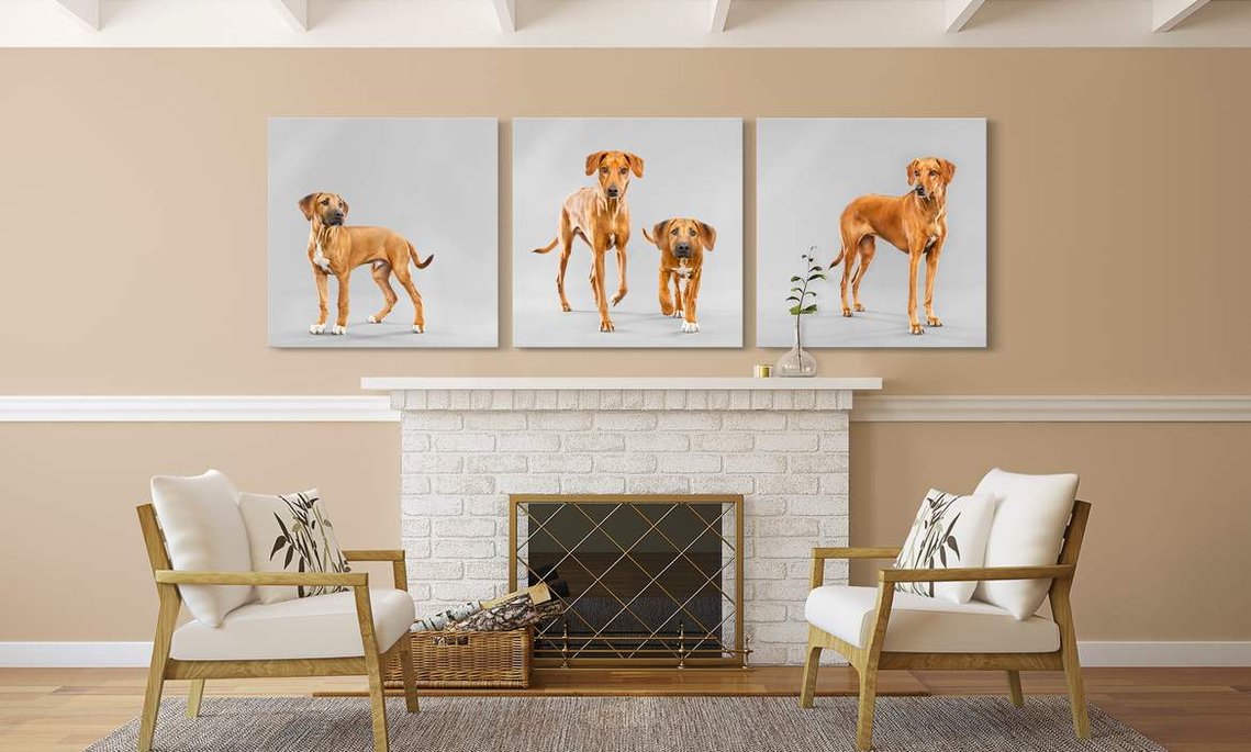 Dog Portrait Photography