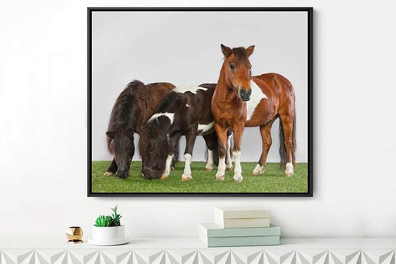 Jumper Horse Art Photo