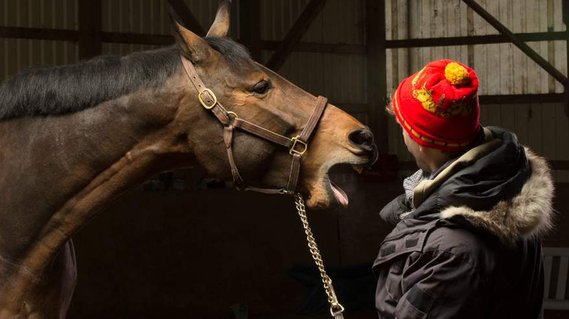 Equestrian Photography Toronto Ontario