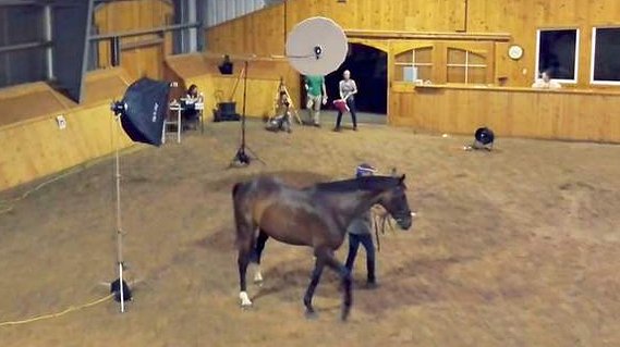Horse Photographer Ontario GTA