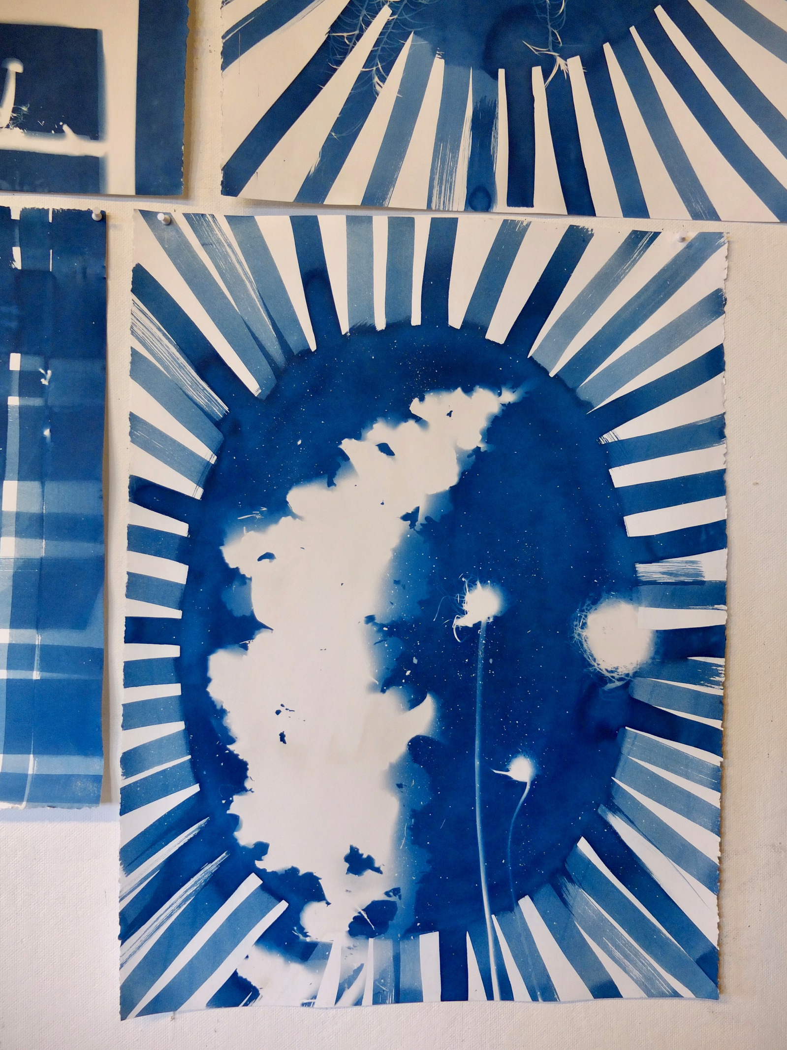 image of lettuce bolting or going to seed in a oval sunburst shape with stripes made with cyanotype on paper