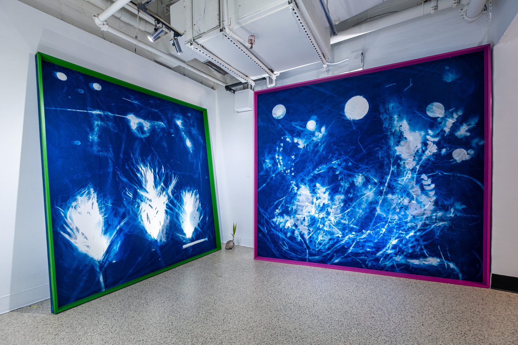 two large scale cyanotypes fill the room at exhibit ny Nellie Appleby at the studios of key west 
