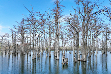 The image captures the serene and mysterious beauty of a swamp cypress forest on a misty morning. The tall, slender trunks of the cypress trees rise majestically from the still, dark waters, their reflections adding to the ethereal atmosphere. 