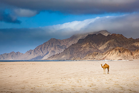 The image presents a captivating scene of a solitary camel standing on the sandy shores of Hadbeen, Oman. The camel, with its calm and composed demeanor, is perfectly silhouetted against the stunning backdrop of the ocean, mountains, and clouds. 