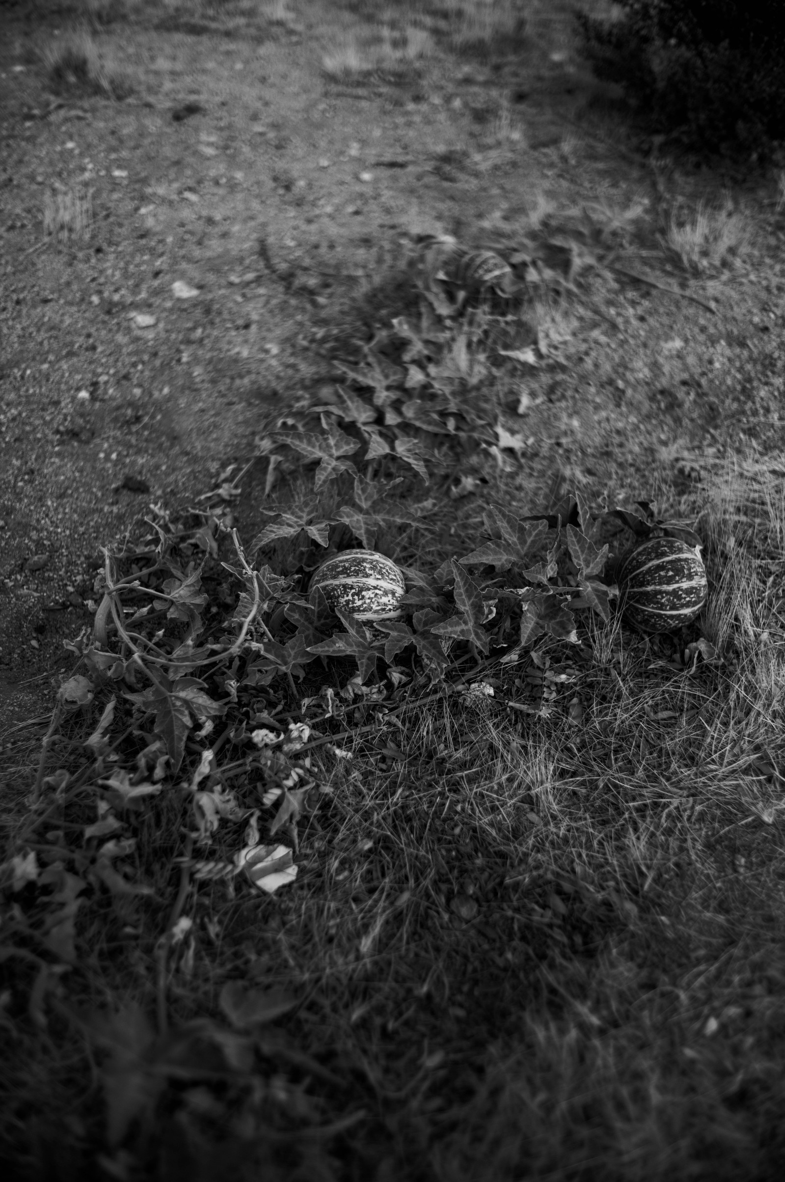 Black and white images from Joshua Tree by Greg Jefferson.